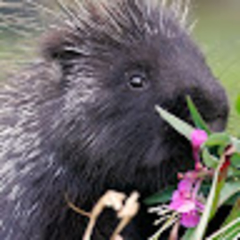 Meet your Posher, Sitting